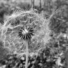 Grau Art Pusteblume