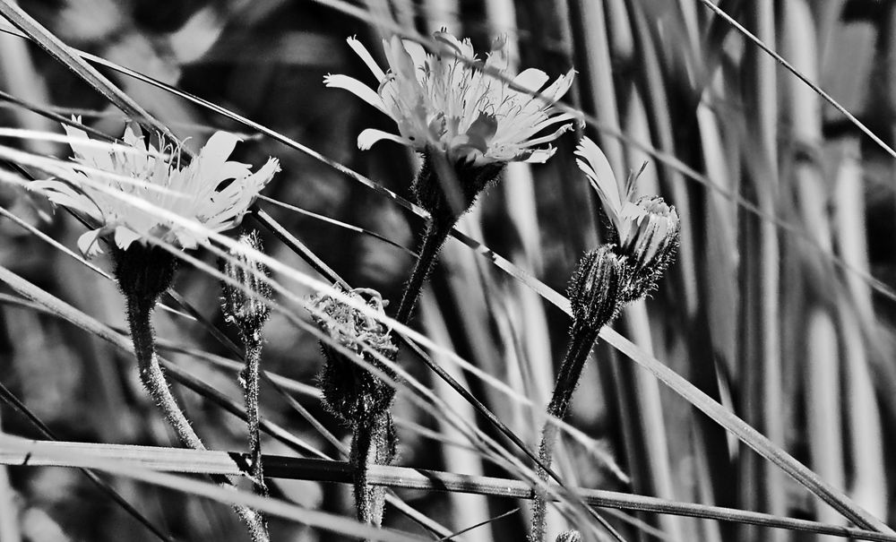 grau - die besondere farbe