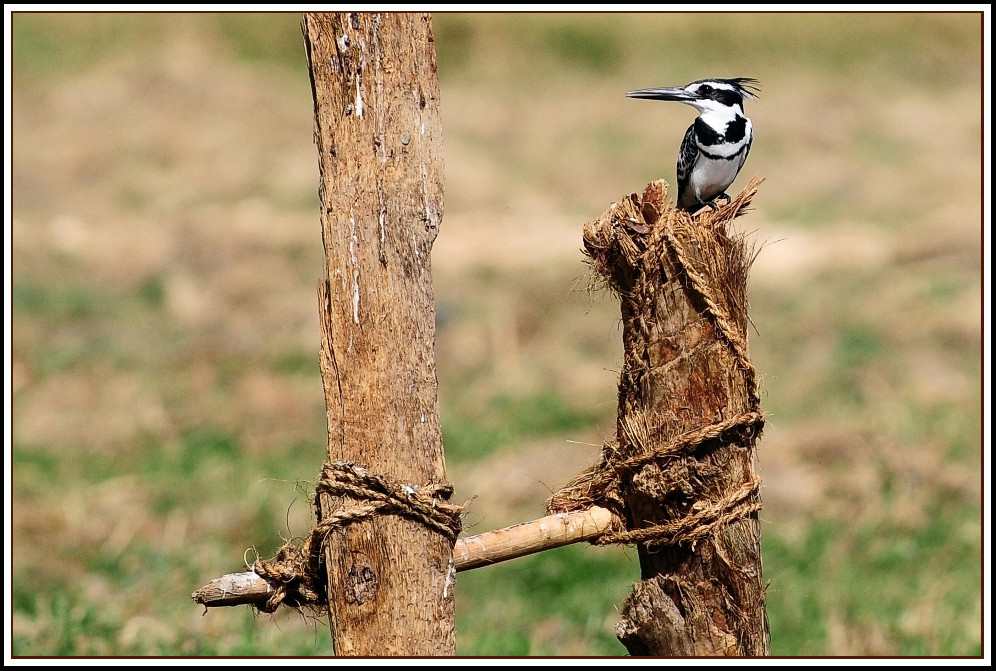 Grau-Fischer am Nilufer