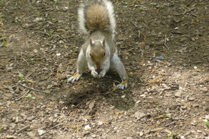 Grau-Hörnchen ,Central-Park New York