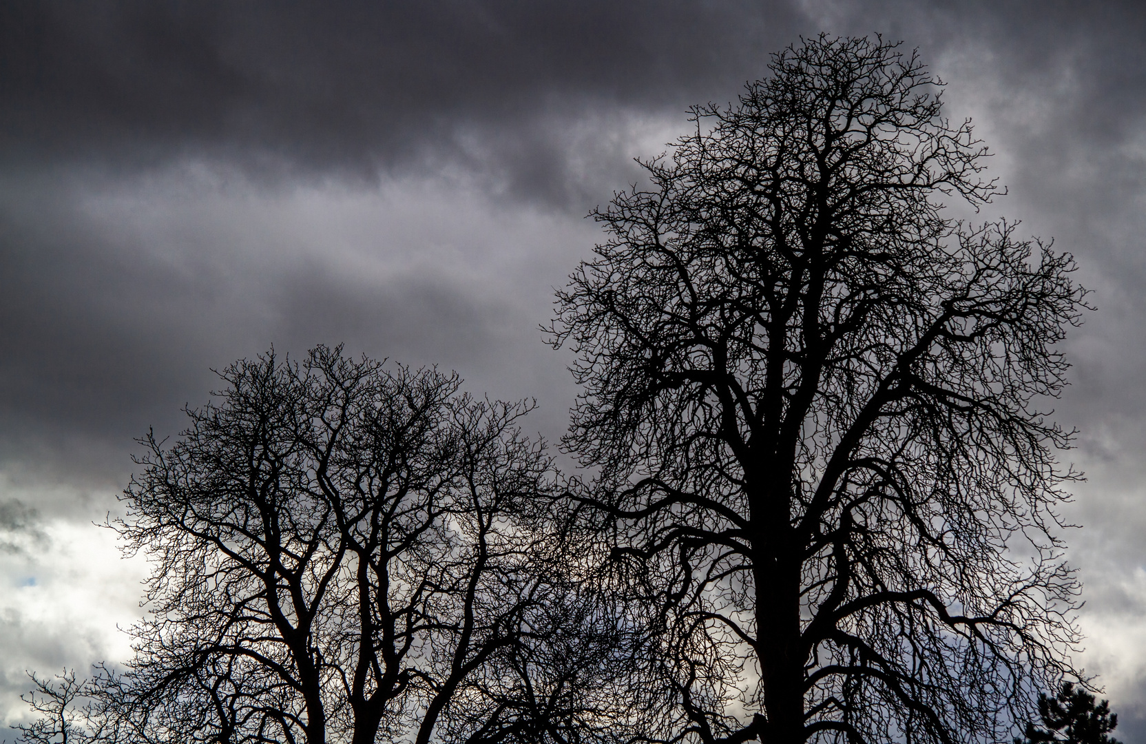 Grau in grau Foto & Bild bäume, wolken, winter Bilder auf