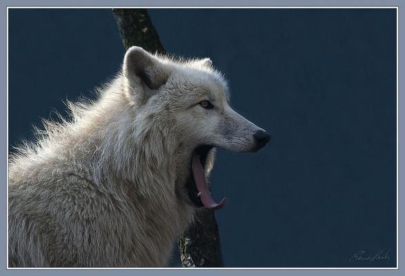 Grau in Grau, da kann man ja müde werden.