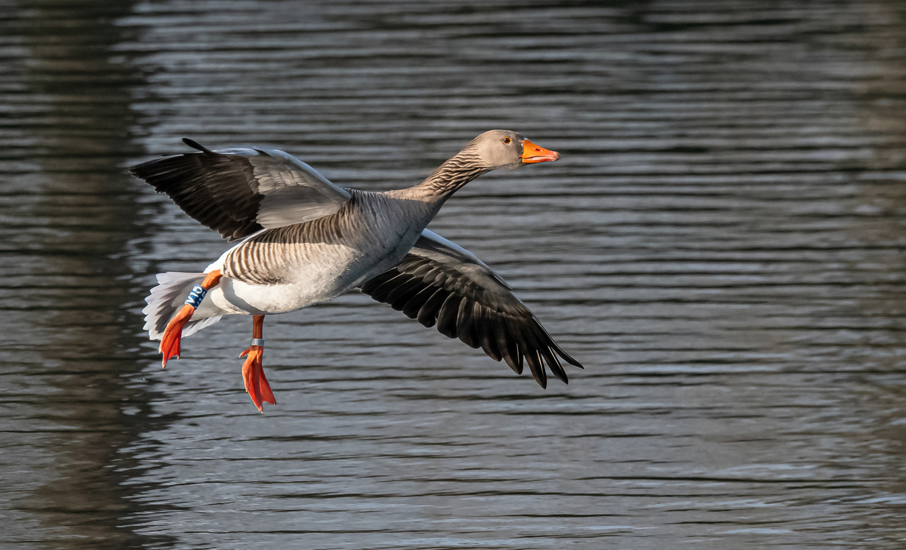 Grau in Grau mit etwas Orange ...