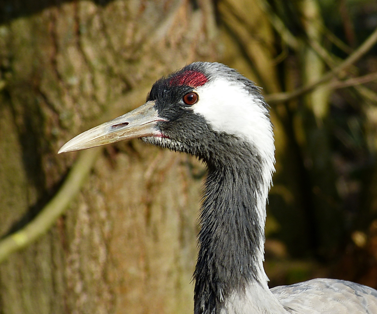 Grau -Kranich im Reuschenberger Tierpark