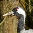 Grau -Kranich im Reuschenberger Tierpark