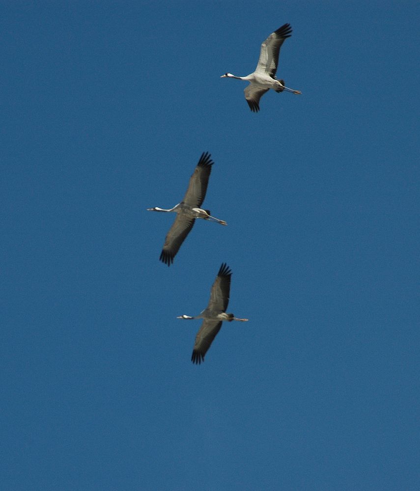 Grau Kraniche V - Gruppenflug