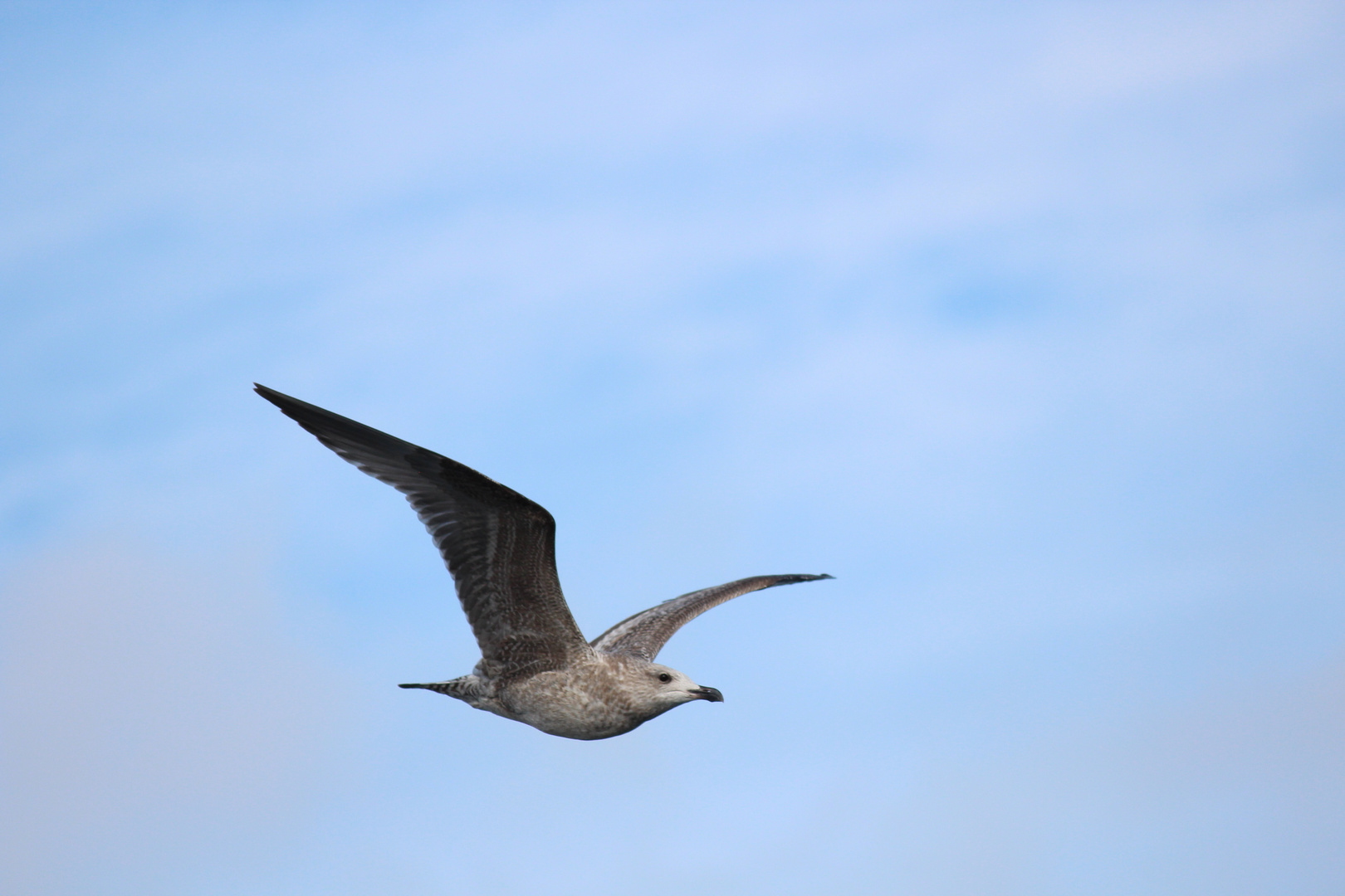 Grau-Möwe im Flug