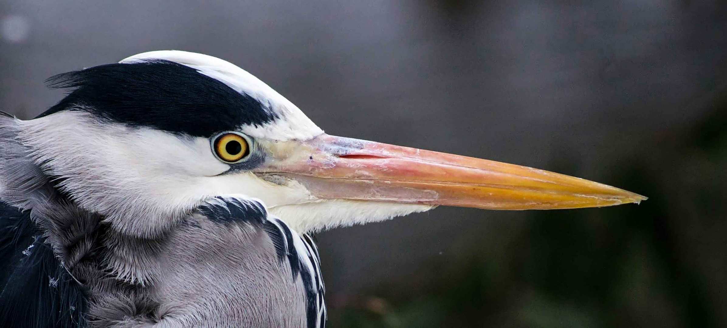 Grau oder Fischreiher