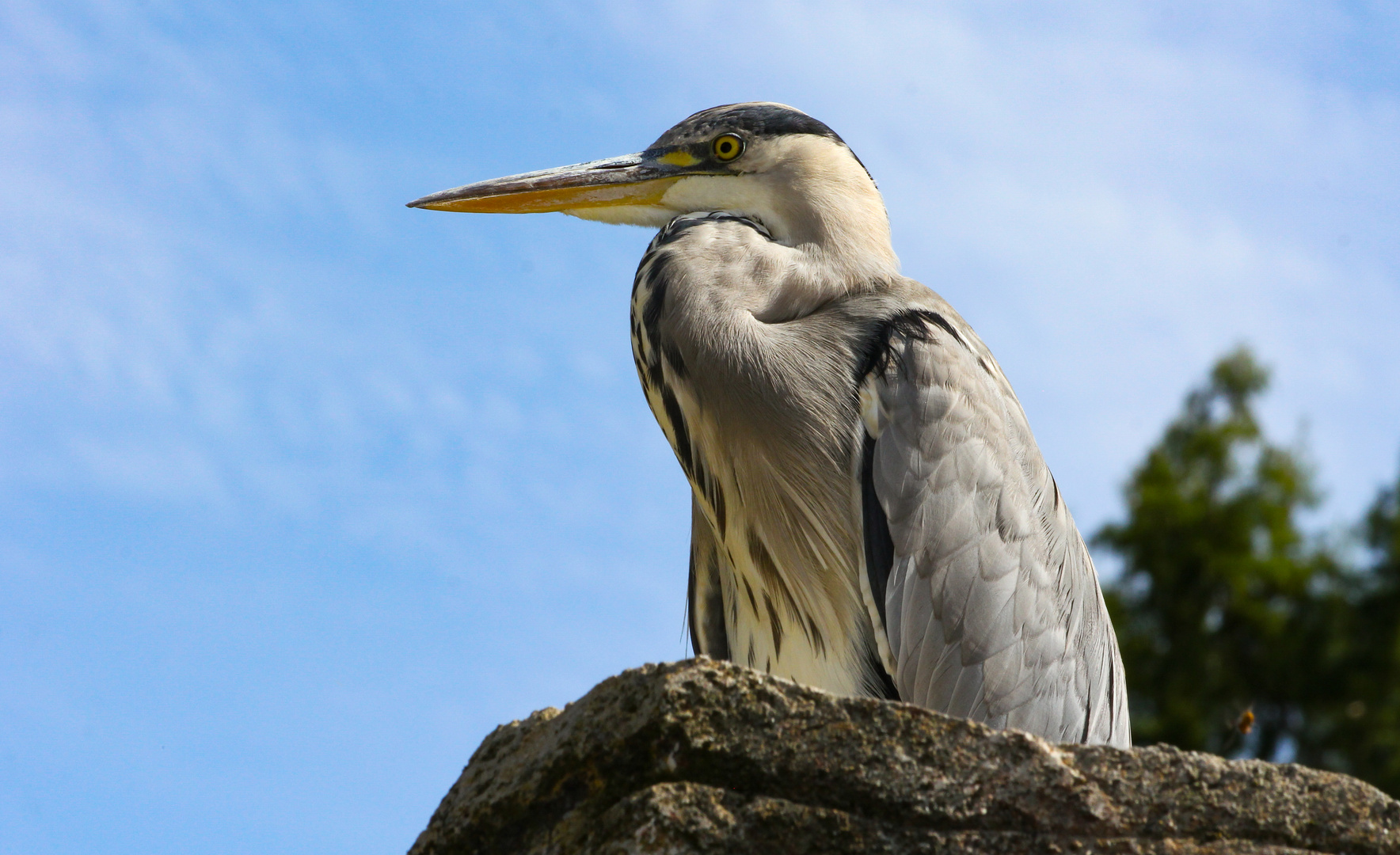                 Grau-oder Fischreiher