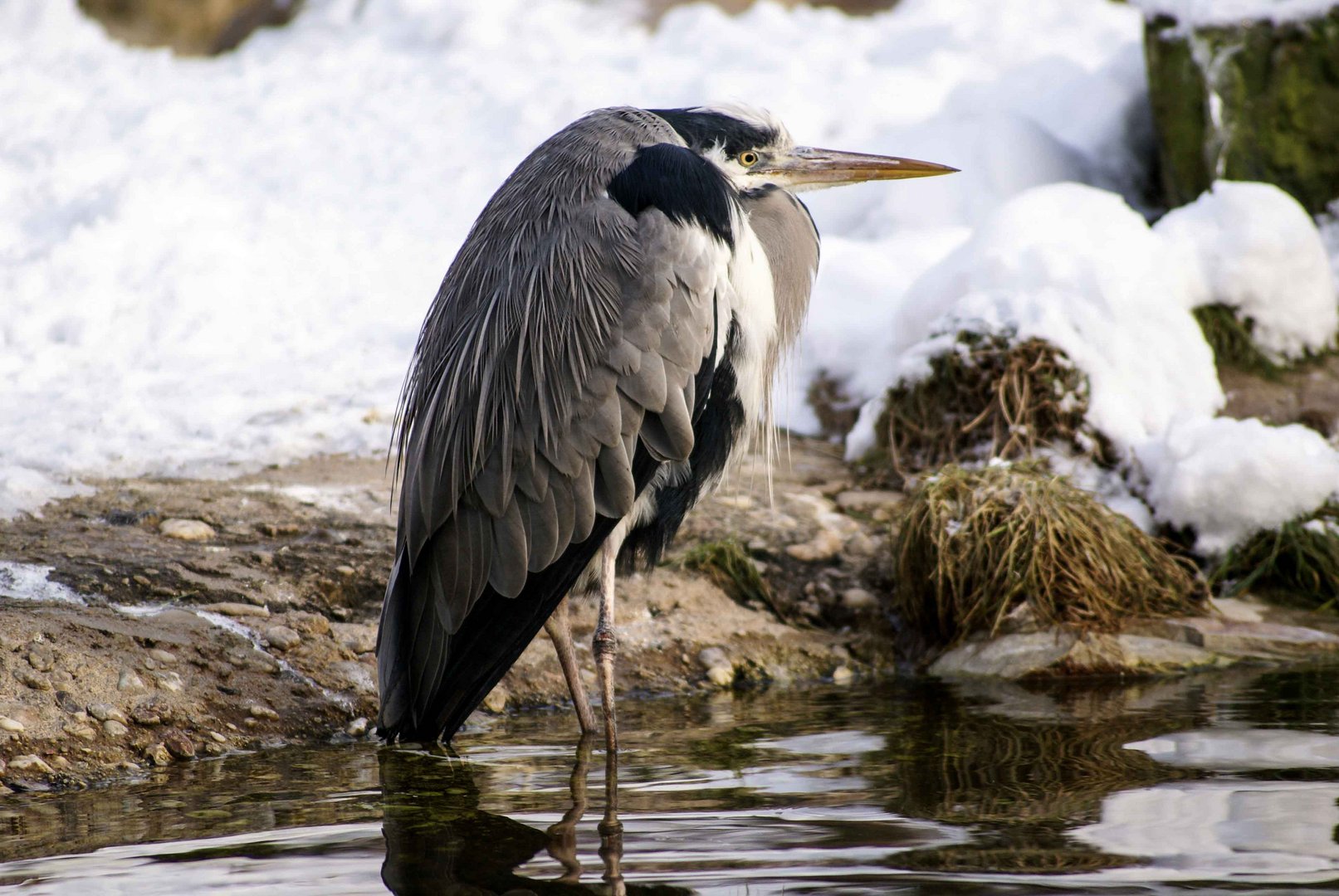 Grau oder Fischreiher