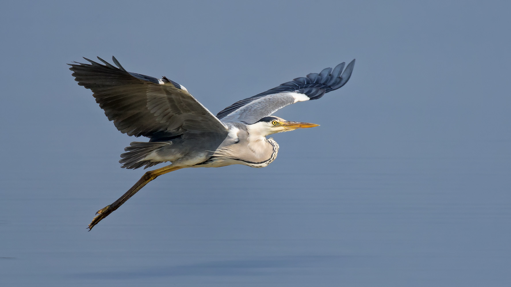 Grau- oder Fischreiher (Ardea cinerea)