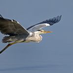 Grau- oder Fischreiher (Ardea cinerea)