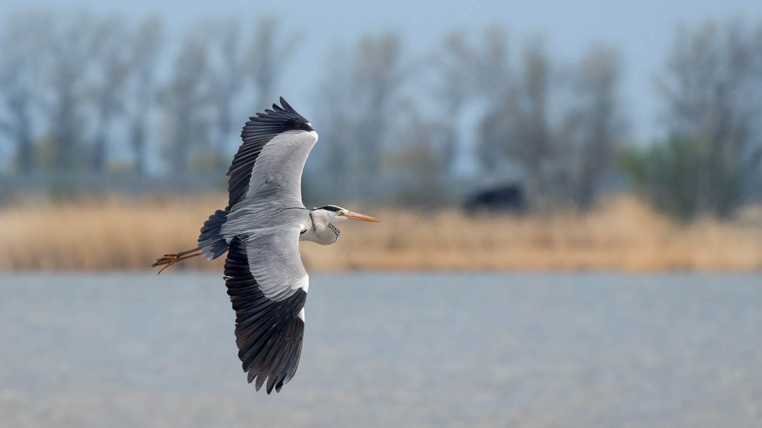 Grau- oder Fischreiher (Ardea cinerea)