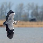 Grau- oder Fischreiher (Ardea cinerea)