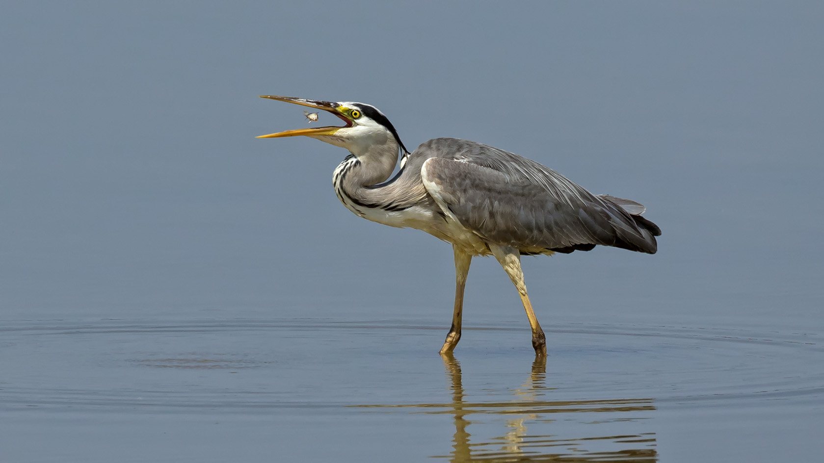 Grau- oder Fischreiher (Ardea cinerea) mit Snack