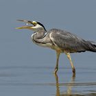 Grau- oder Fischreiher (Ardea cinerea) mit Snack