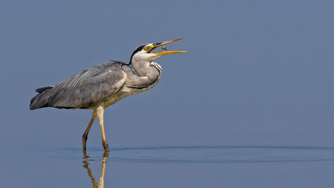 Grau- oder Fischreiher (Ardea cinerea) mit Vorspeise