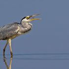 Grau- oder Fischreiher (Ardea cinerea) mit Vorspeise