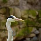 Grau- oder Fischreiher, er lebt wild im Landauer Zoo.  Einen guten Wochenstart wünsche ich meinen...