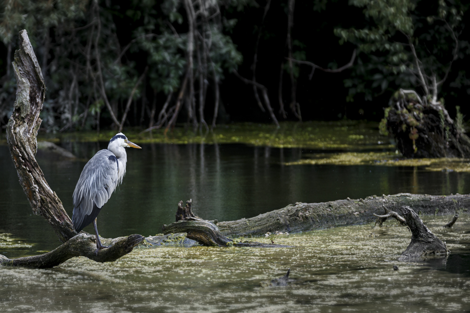 Grau- oder Fischreiher in den Donauauen