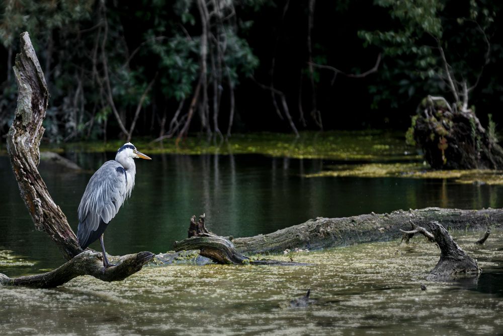 Grau- oder Fischreiher in den Donauauen