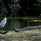 Grau- oder Fischreiher in den Donauauen