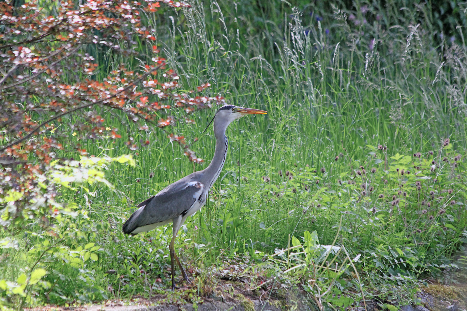 Grau Reiher am Kocher