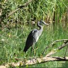 Grau-Reiher am stillen Wasser