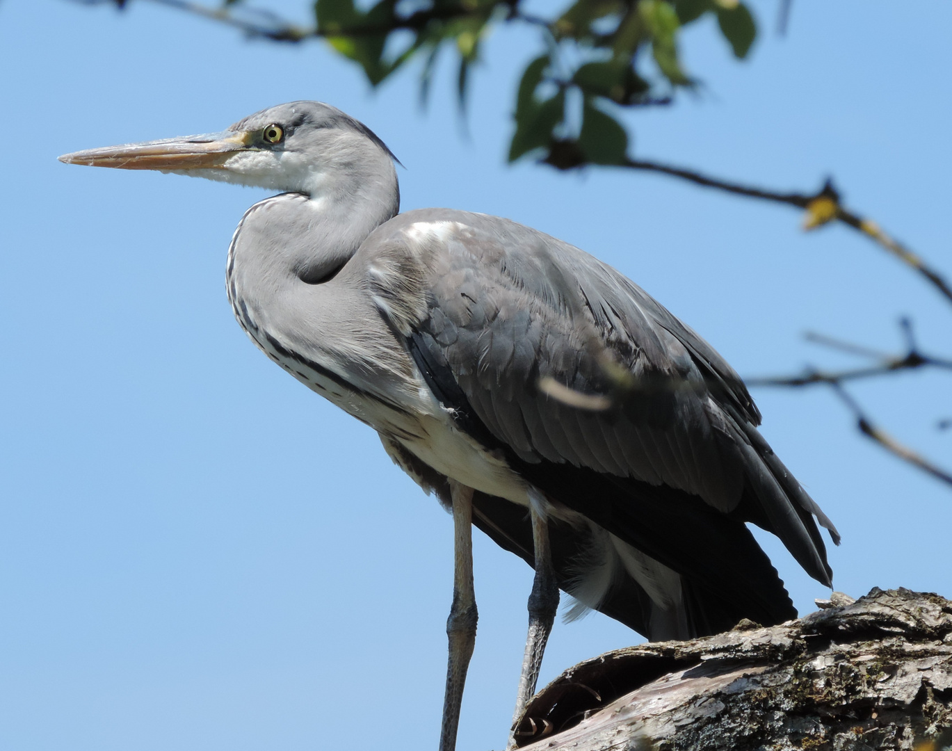 Grau-Reiher