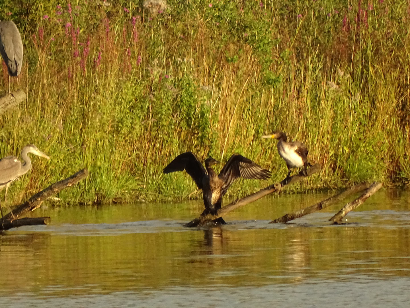 Grau-Reiher gegen Kormoran