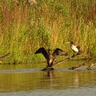 Grau-Reiher gegen Kormoran