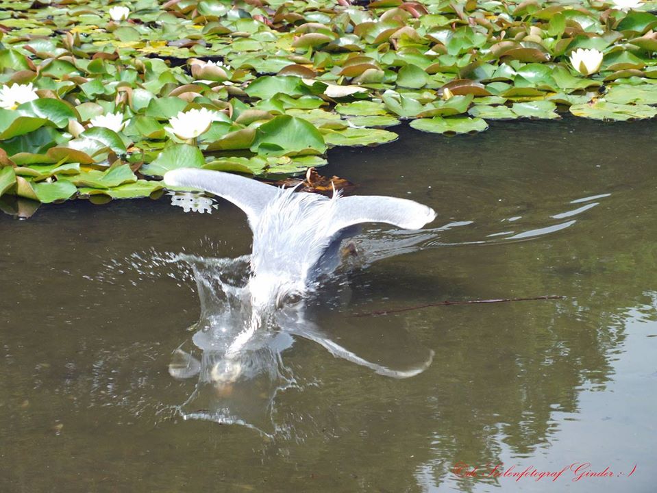 Grau-Reiher im Schloss-Park KA