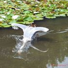 Grau-Reiher im Schloss-Park KA