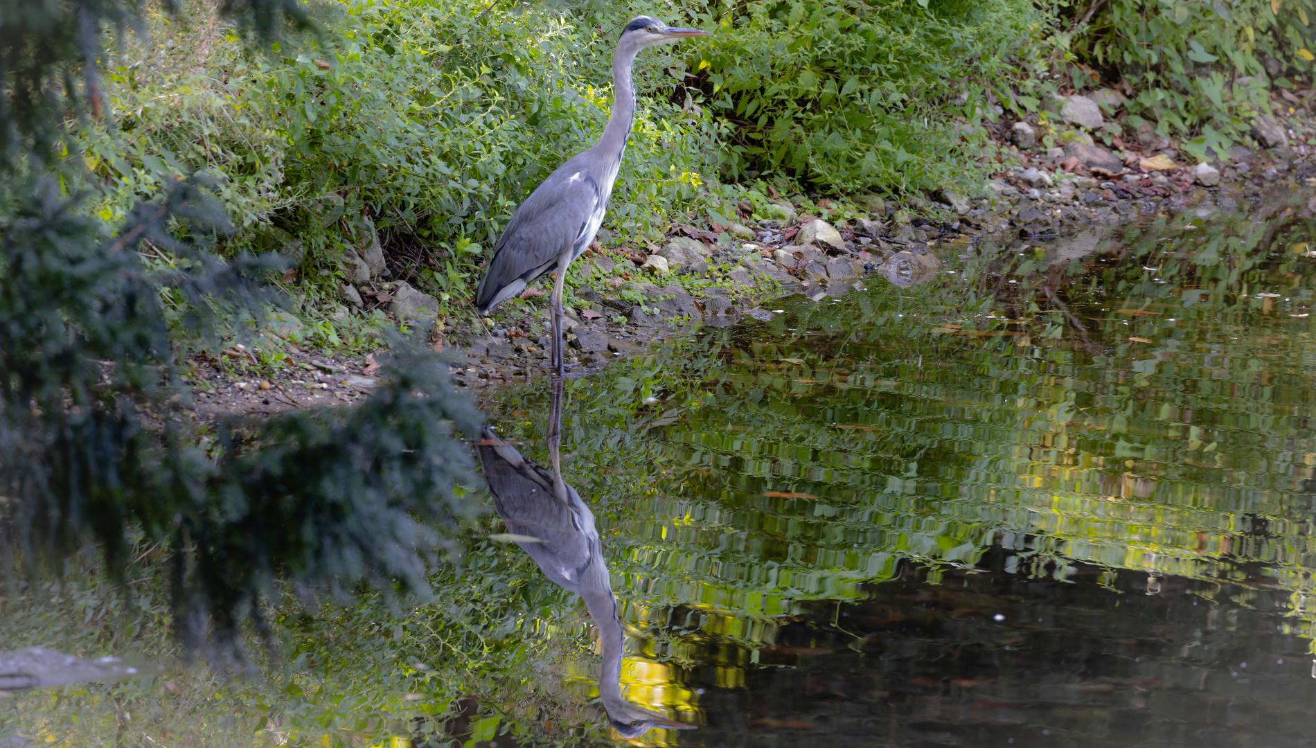 Grau-Reiher-Spiegelung