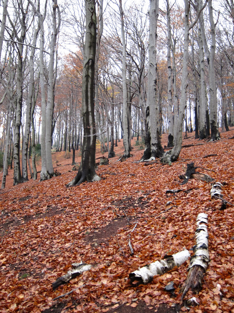 Grau-Rot-Weiß