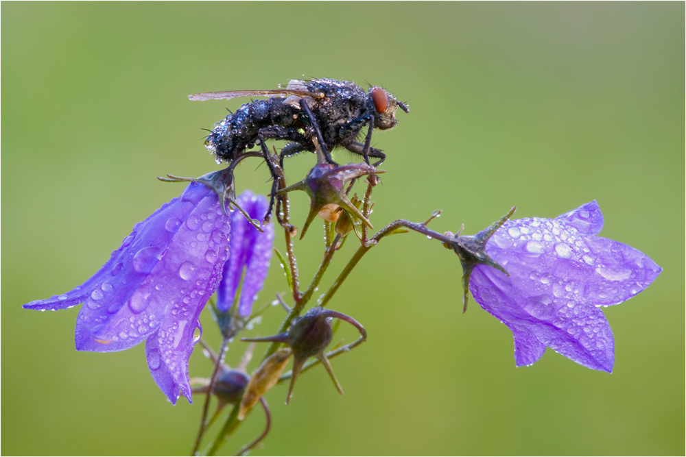 Grau Schwarze Fleischfliege