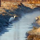 Grau, Silber und Gold...