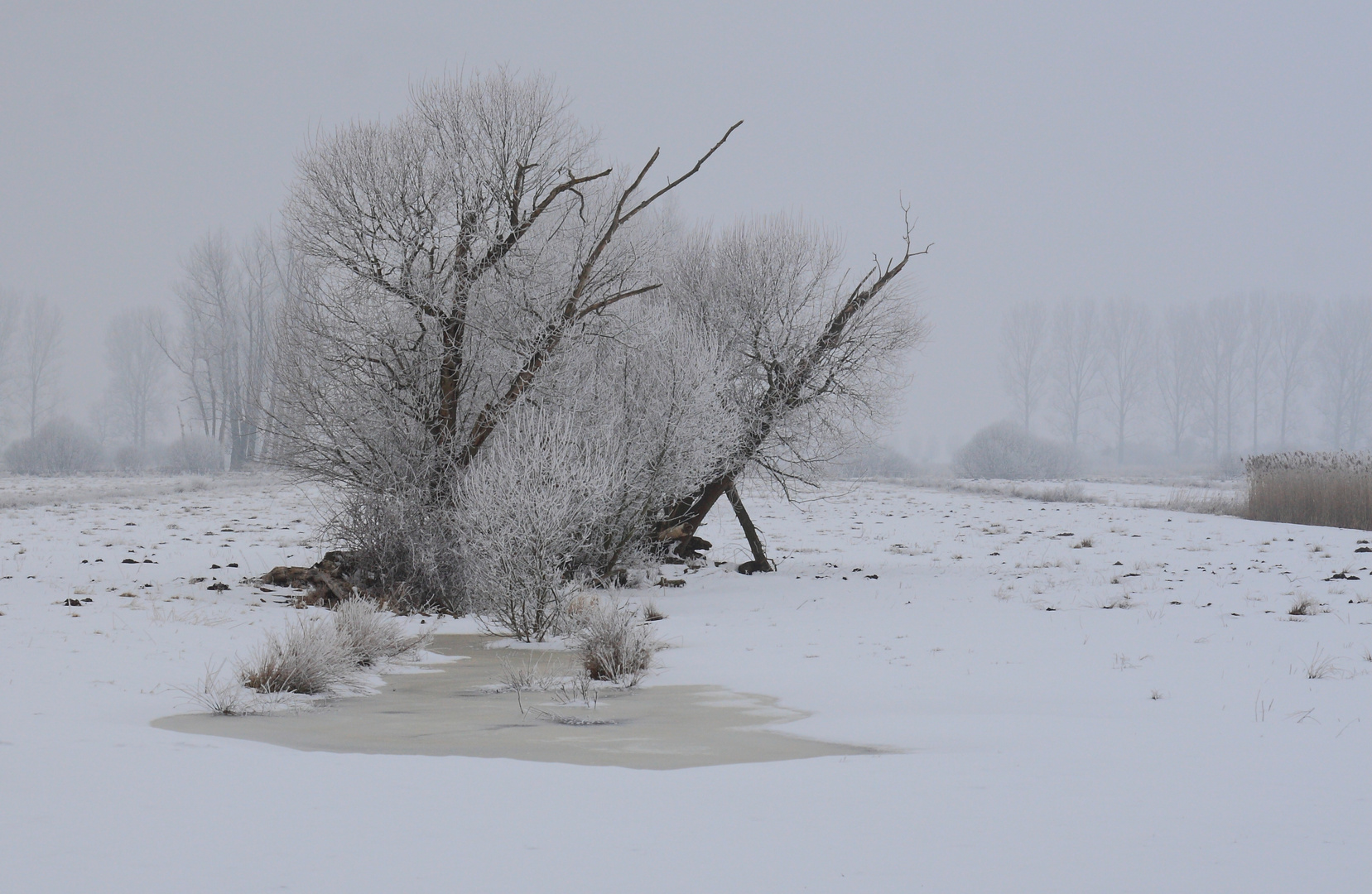 Grau und frostig