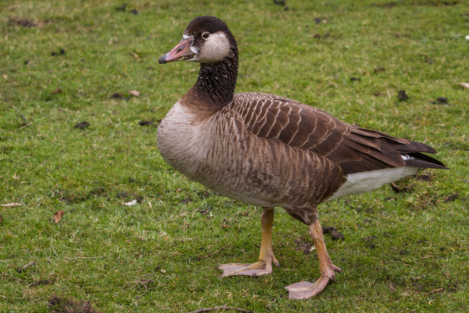 Grau- und Kanadagans Hybrid (Doku)