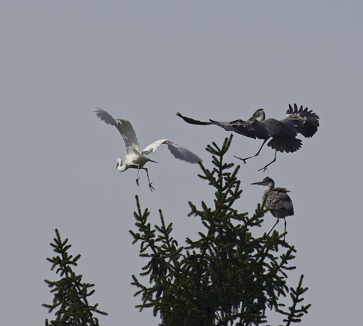 Grau- und Silberreiher