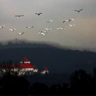Grau- und Silberreiher über Schloss Wörth/Donau
