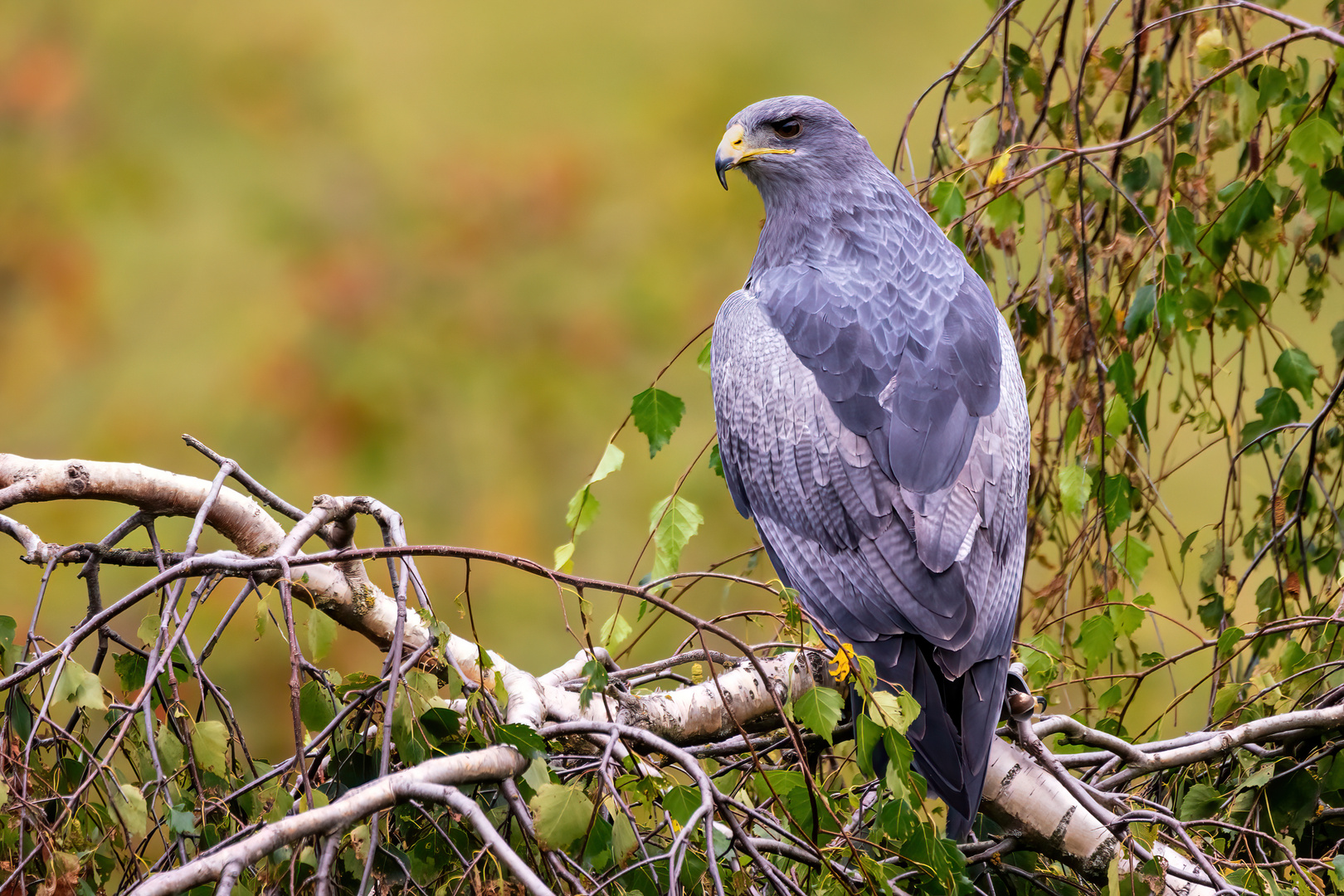 Grauadler