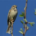 Grauammer am Morgen - Emberiza calandra - 