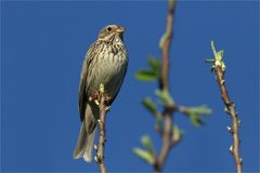 Grauammer am Morgen - Emberiza calandra - 