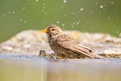 Grauammer / Cornbunting