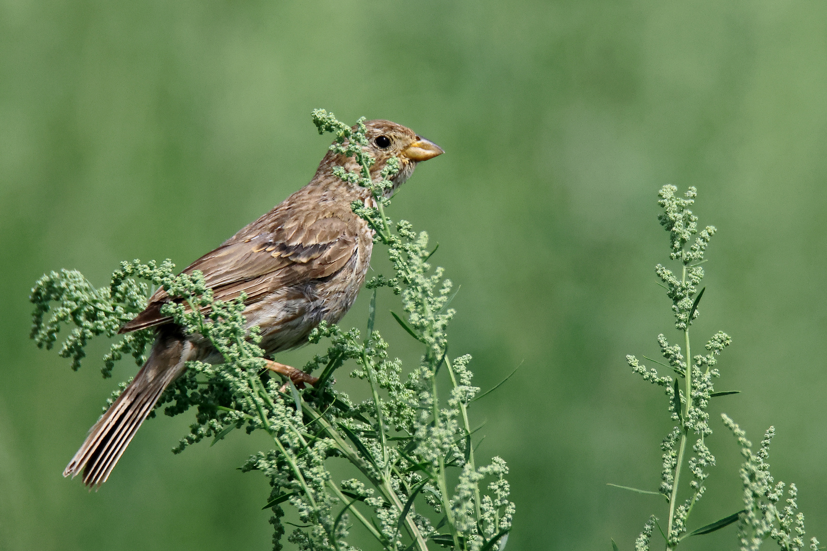 Grauammer Emberiza calandra