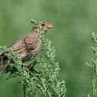 Grauammer Emberiza calandra