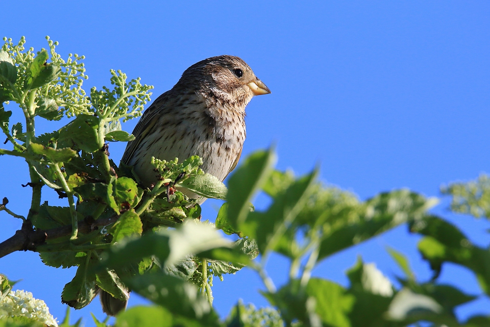 Grauammer - Emberiza calandra