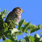 Grauammer - Emberiza calandra