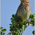 Grauammer (Emberiza calandra)